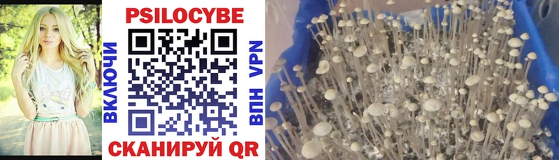 Псилоцибиновые грибы Cubensis  Майкоп 